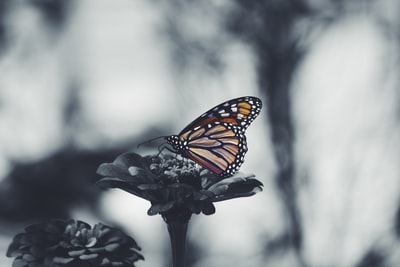 褐蝶的选择性彩色摄影